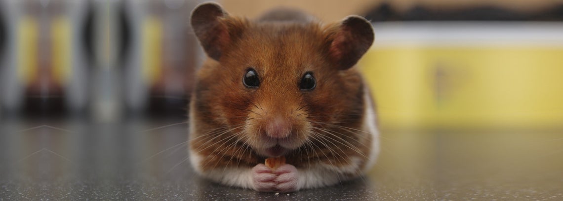 Caresheet for hamster