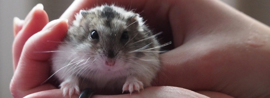 Caresheet for Dwarf Hamsters