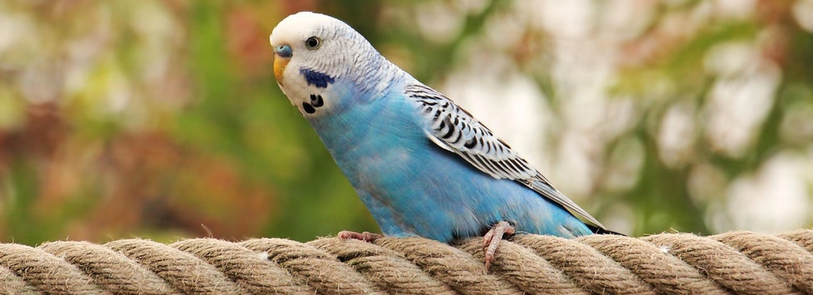 Pet bird care and feeding