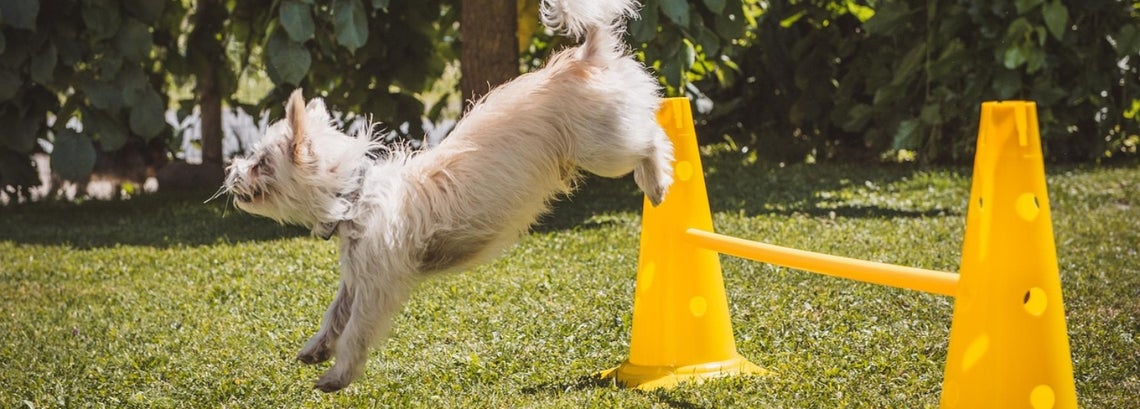 Dog Training - Positive Reinforcement