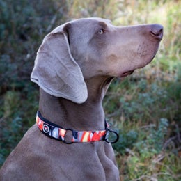 CAMOCOLOR collar orange