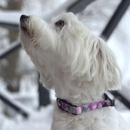 FINNERO CAMOCOLOR Collar for dogs - 3 colors