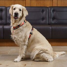 FINNERO CAMOCOLOR Y-valjas koiralle - Oranssi