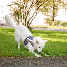 FINNERO GLOW Reflective vest for dogs - size L