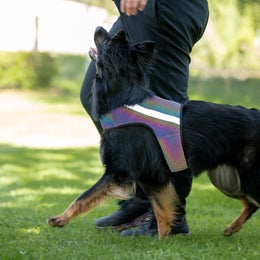 FINNERO GLOW Reflective vest for dogs - size M
