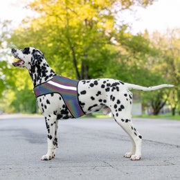 FINNERO GLOW Reflective vest for dogs - Size XL