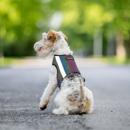FINNERO GLOW Reflective vest for dogs - size XS