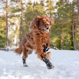 FINNERO HALLA Softshell booties for dogs - size L