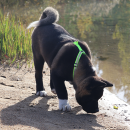 SALON Harness size S