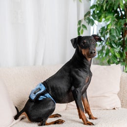 FINNERO JustinCase Denim &ndash; Male dog wrap, size S