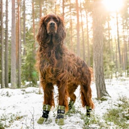 FINNERO HALLA Reflective fleece booties for dogs &ndash; green L