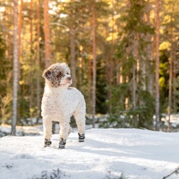FINNERO HALLA Reflective fleece booties for dogs &ndash; gray, size S