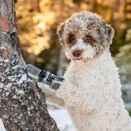 FINNERO HALLA Reflective fleece booties for dogs &ndash; gray, size S