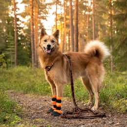 FINNERO SULO booties, POWER leash & CAMOCOLOR harness