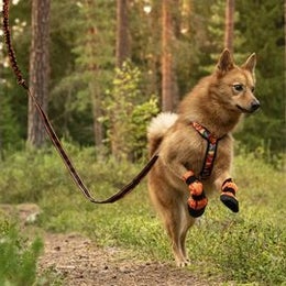 Koiralla k&auml;yt&ouml;ss&auml; FINNERO SULO-tossut, CAMOCOLOR valjaat sek&auml; POWER talutin