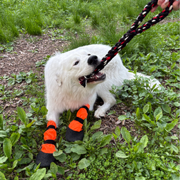 Taavi vetolelu ja SULO tossut