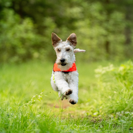 FINNERO UKKO vest XS