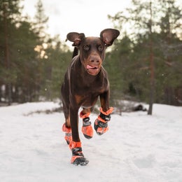 FINNERO HALLA Reflective fleece booties for dogs &ndash; orange, size XL