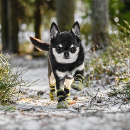 FINNERO HALLA Reflective fleece booties for dogs &ndash; green, size XXS