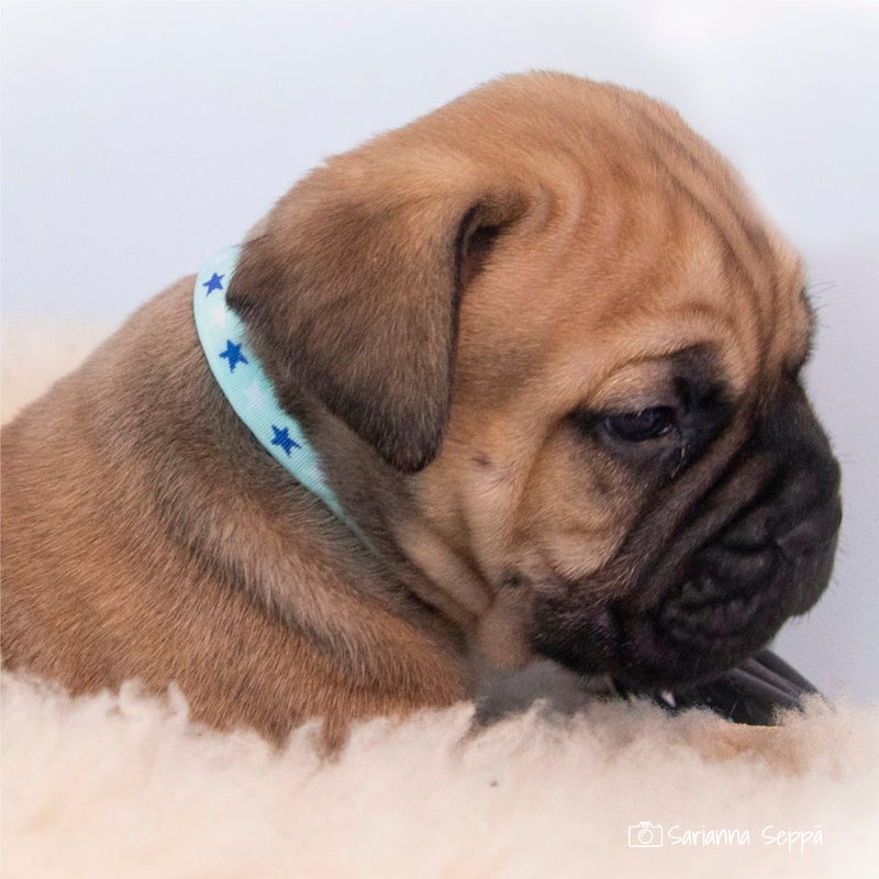 BAMBINO collar, Blue Lagoon