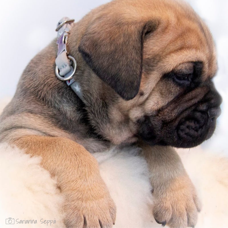 BAMBINO collar, Harmony